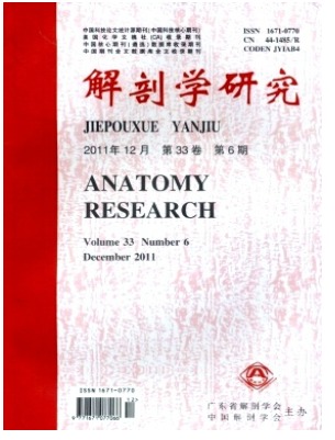 解剖学研究