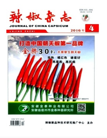辣椒