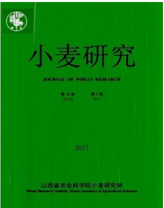 小麦研究